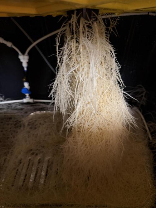 HPA. Irie Maiden, Romulan Genetics.. Week 7 - 003