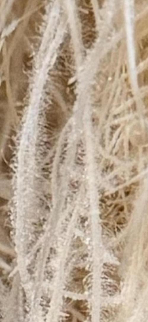 HPA. Irie Maiden, Romulan Genetics.. Week 7