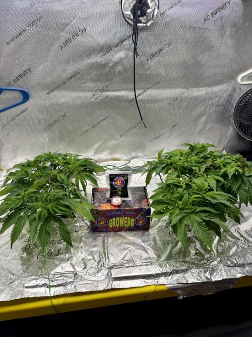 HPA. Irie Maiden, Romulan Genetics.. Week 7 - Shout out