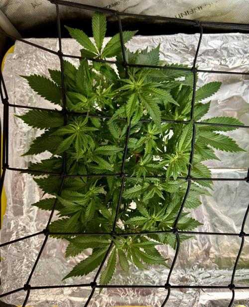 HPA. Irie Maiden, Romulan Genetics.. Week 8