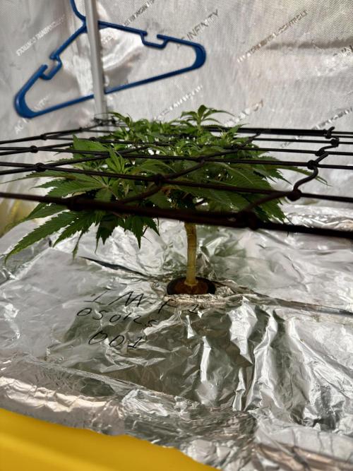 HPA. Irie Maiden, Romulan Genetics.. Week 8