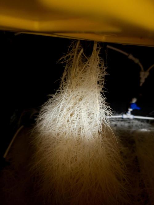 HPA. Irie Maiden, Romulan Genetics.. Week 8