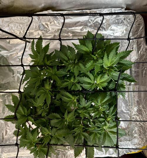 HPA. Irie Maiden, Romulan Genetics.. Week 8