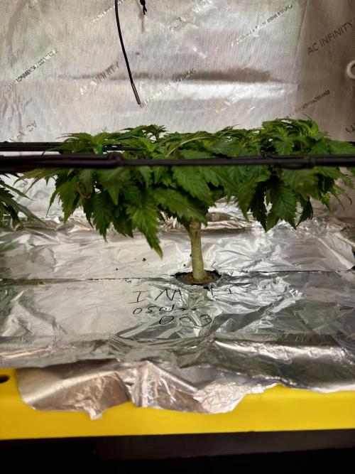 HPA. Irie Maiden, Romulan Genetics.. Week 8