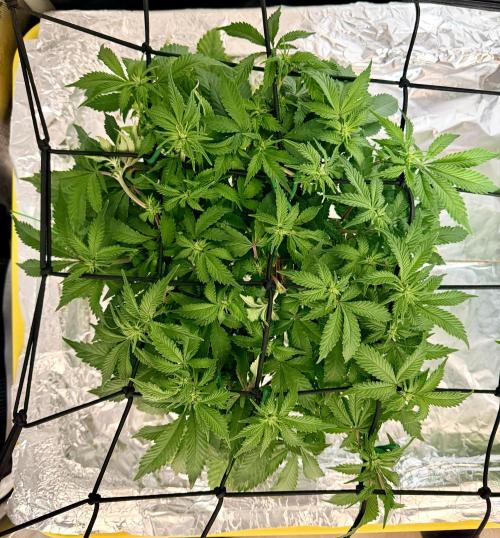 HPA. Irie Maiden, Romulan Genetics.. Week 9