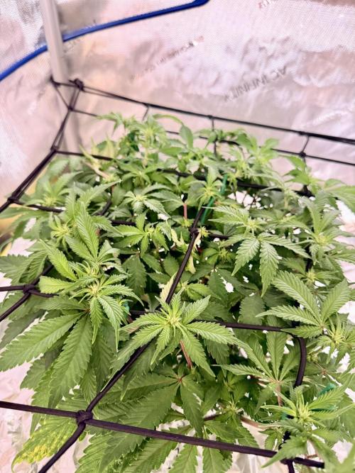 HPA. Irie Maiden, Romulan Genetics.. Week 9