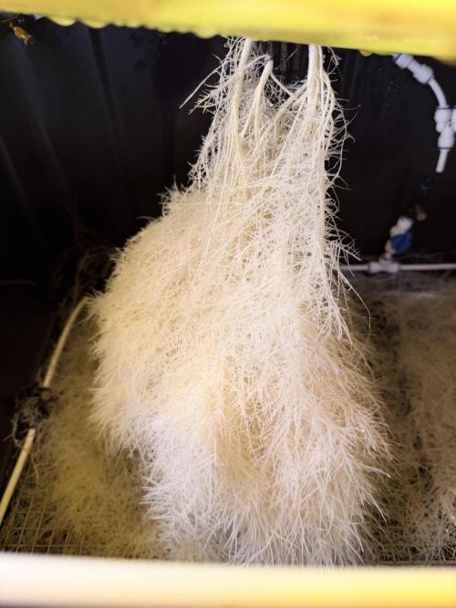 HPA. Irie Maiden, Romulan Genetics.. Week 9