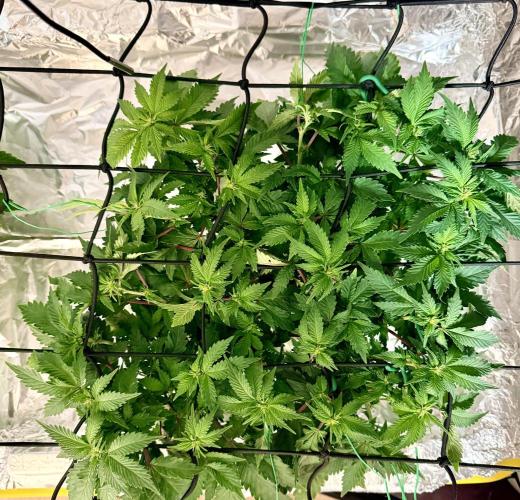 HPA. Irie Maiden, Romulan Genetics.. Week 9