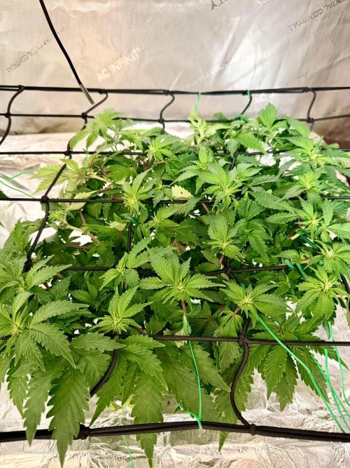 HPA. Irie Maiden, Romulan Genetics.. Week 9