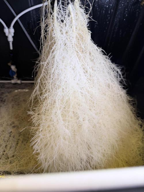 HPA. Irie Maiden, Romulan Genetics.. Week 9