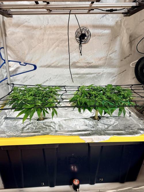 HPA. Irie Maiden, Romulan Genetics.. Week 9