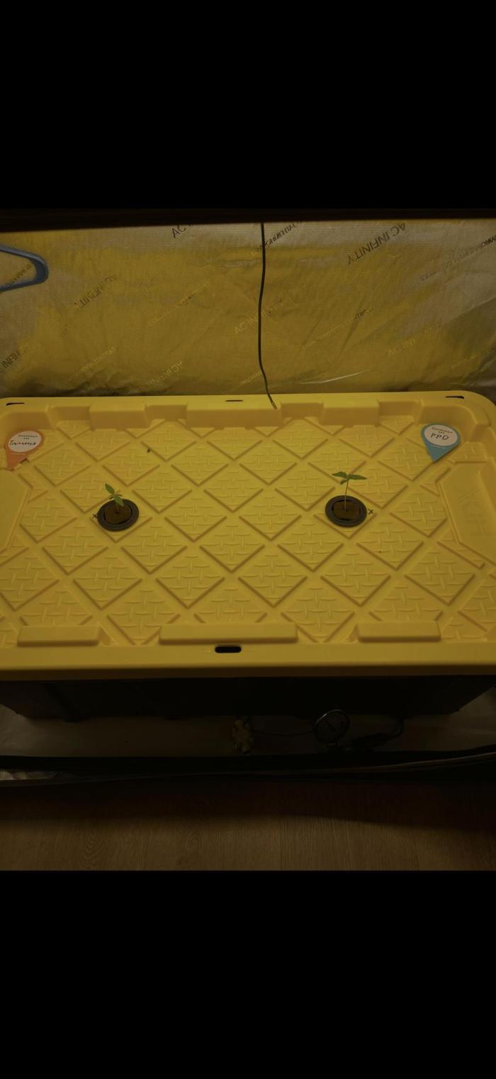 High Pressure Aeroponics, first run.. Week 1