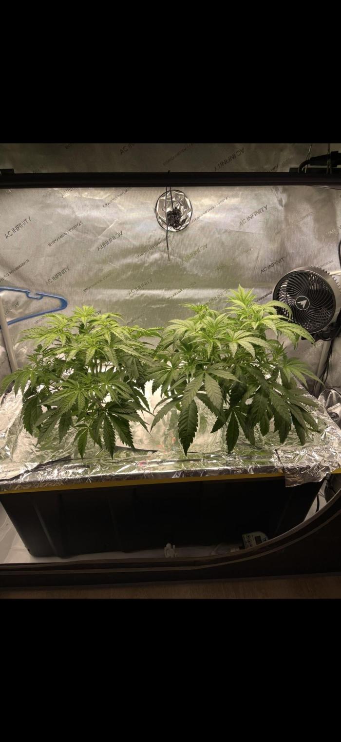 High Pressure Aeroponics, first run.. Week 4