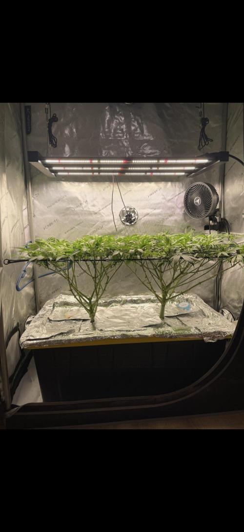 High Pressure Aeroponics, first run.. Week 7