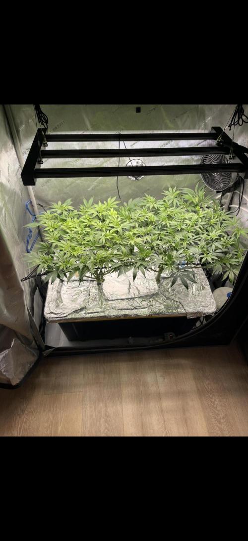 High Pressure Aeroponics, first run.. Week 7