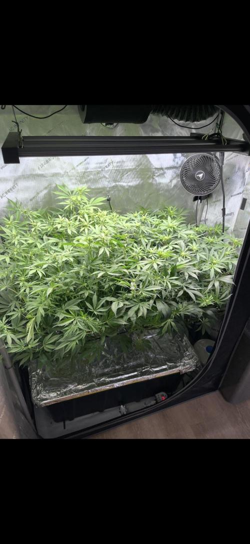 High Pressure Aeroponics, first run.. Week 9