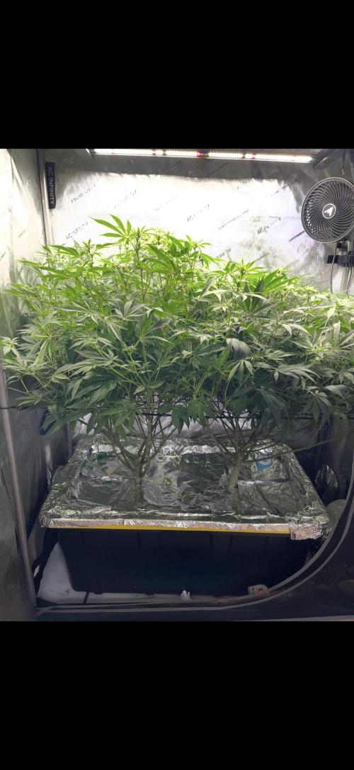 High Pressure Aeroponics, first run.. Week 9