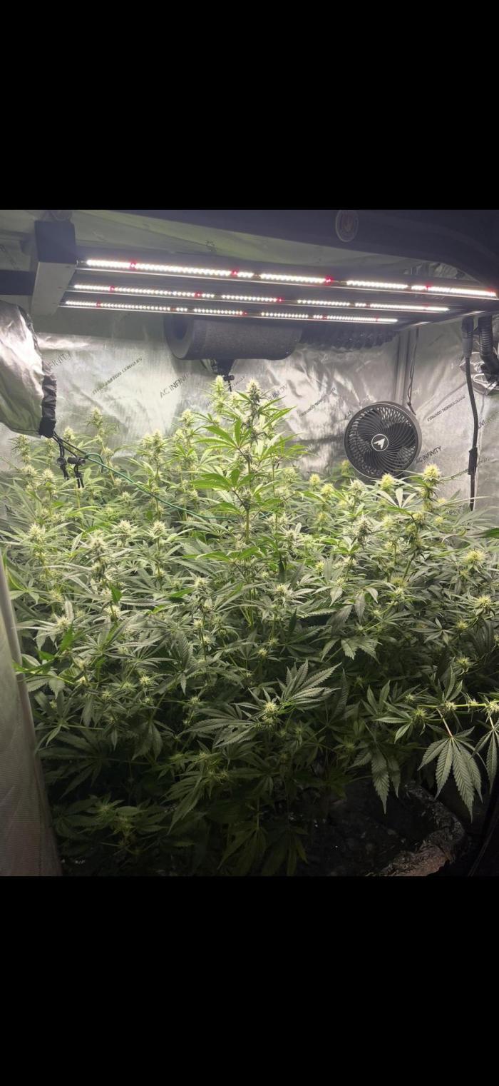 High Pressure Aeroponics, first run.. Week 10