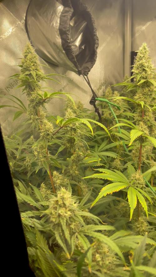 High Pressure Aeroponics, first run.