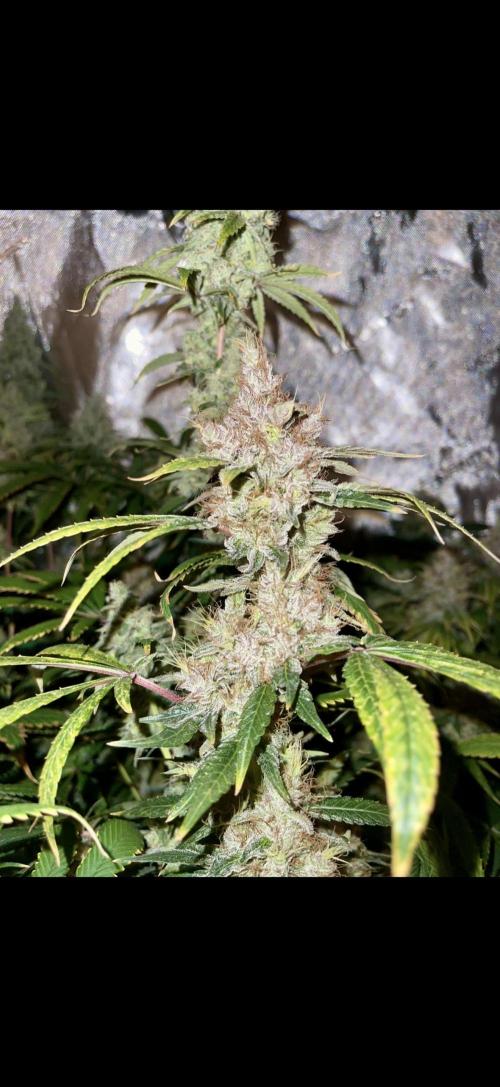 High Pressure Aeroponics, first run.. Week 15