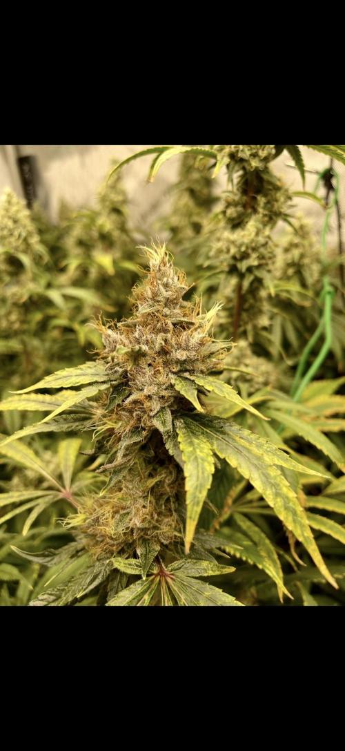 High Pressure Aeroponics, first run.. Week 15