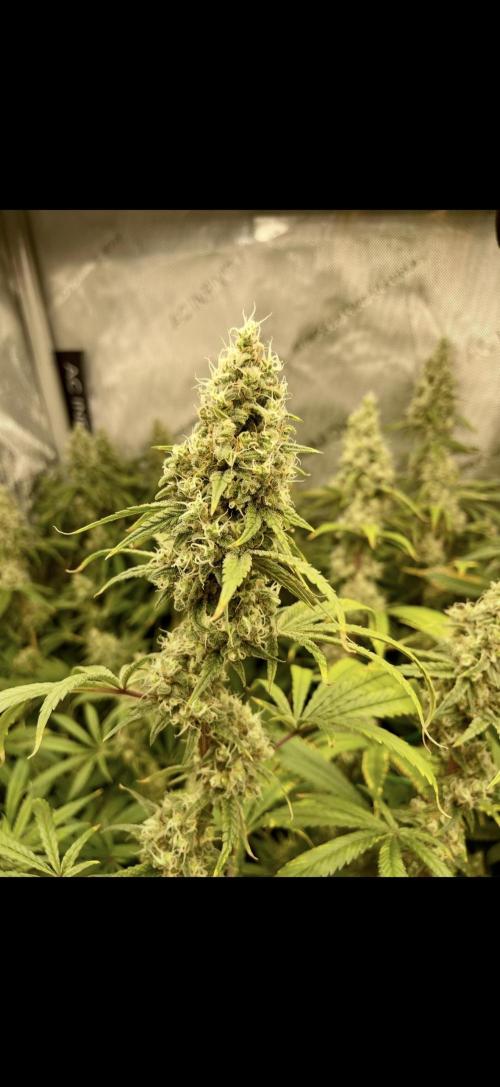 High Pressure Aeroponics, first run.. Week 15