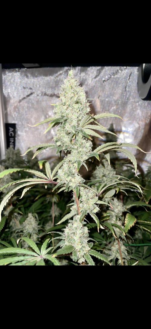 High Pressure Aeroponics, first run.. Week 15