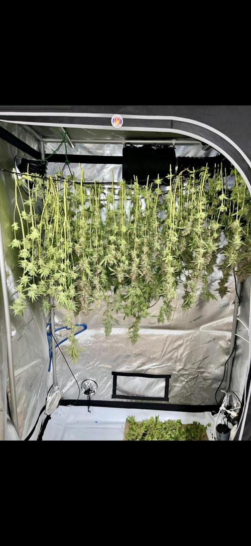 High Pressure Aeroponics, first run.. Week 16