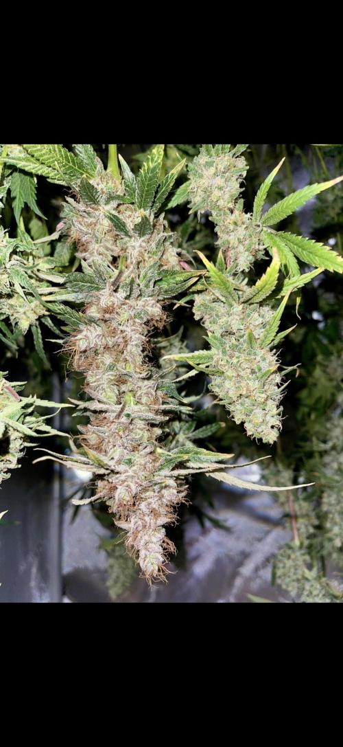 High Pressure Aeroponics, first run.. Week 16