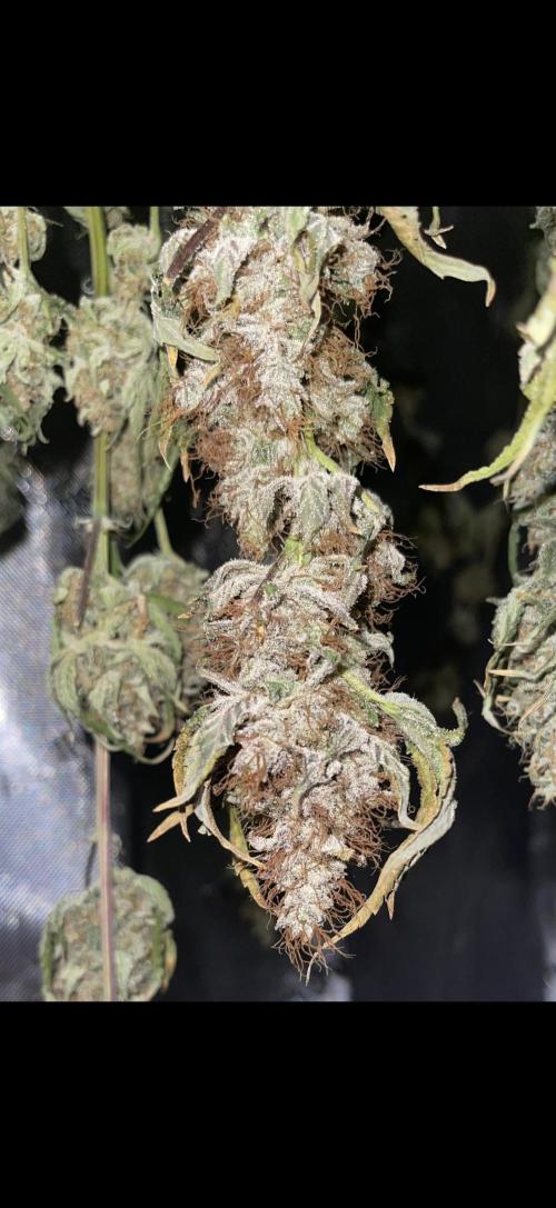 High Pressure Aeroponics, first run.. Week 16