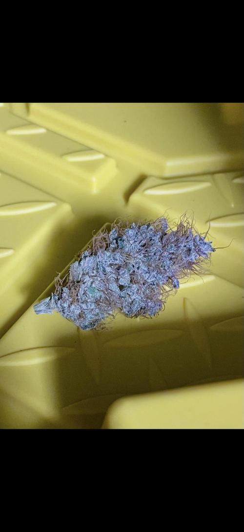 High Pressure Aeroponics, first run.. Week 16