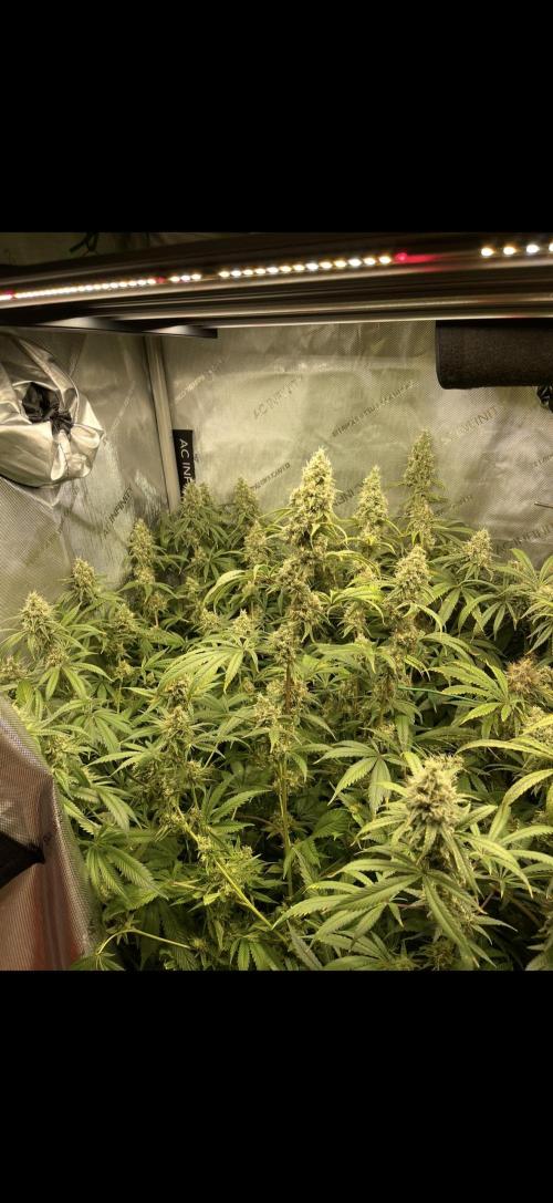 High Pressure Aeroponics, first run.. Week 14