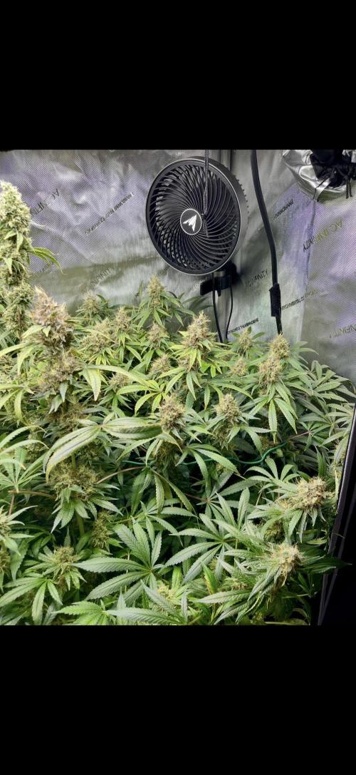 High Pressure Aeroponics, first run.. Week 14