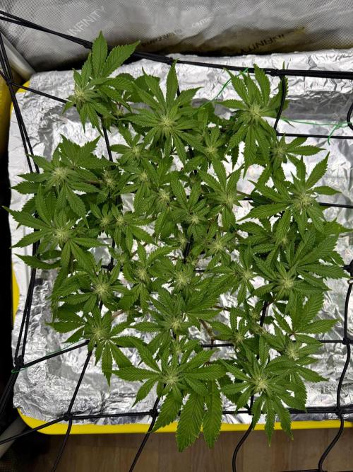 HPA. Irie Maiden, Romulan Genetics.. Week 10