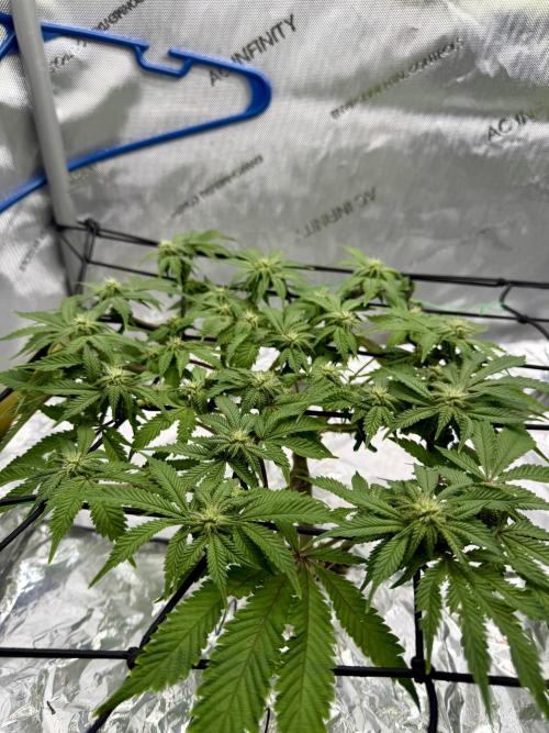 HPA. Irie Maiden, Romulan Genetics.. Week 10