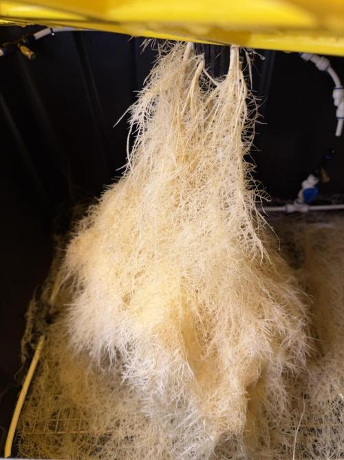 HPA. Irie Maiden, Romulan Genetics.. Week 10