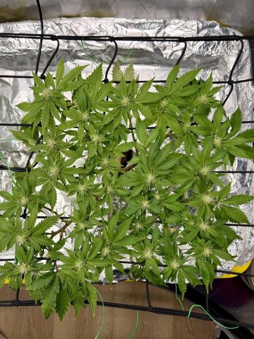 HPA. Irie Maiden, Romulan Genetics.. Week 10