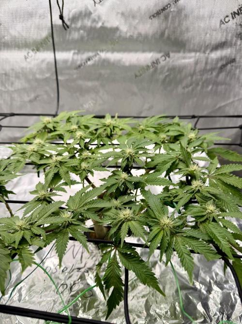 HPA. Irie Maiden, Romulan Genetics.. Week 10