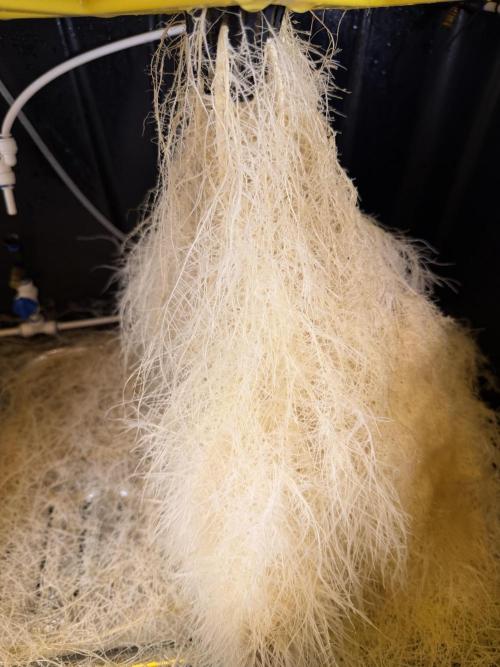 HPA. Irie Maiden, Romulan Genetics.. Week 10