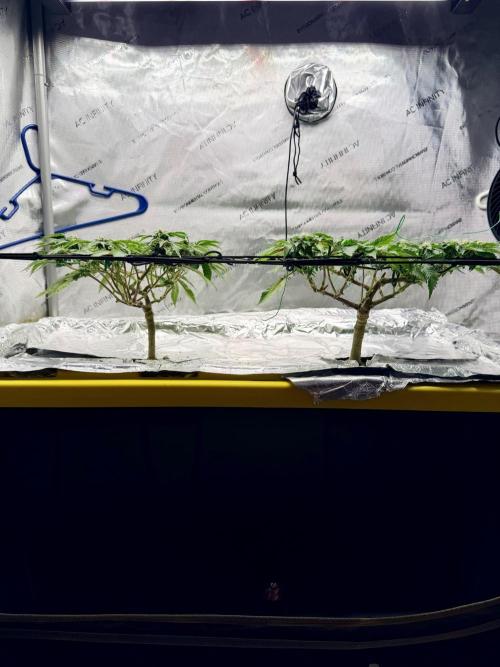 HPA. Irie Maiden, Romulan Genetics.. Week 10