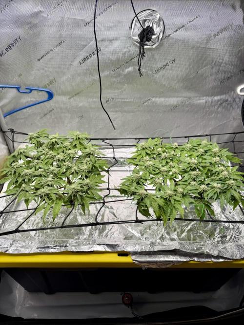 HPA. Irie Maiden, Romulan Genetics.. Week 11