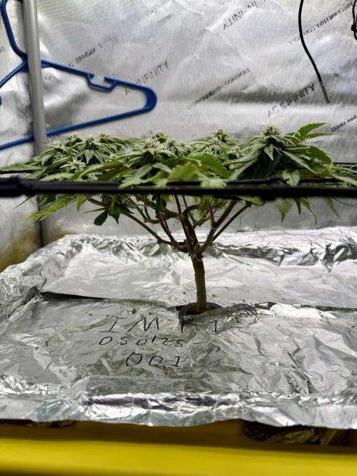 HPA. Irie Maiden, Romulan Genetics.. Week 11