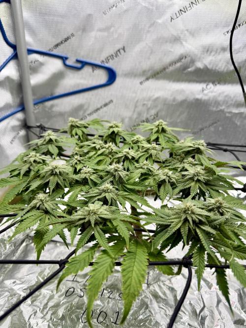 HPA. Irie Maiden, Romulan Genetics.. Week 11