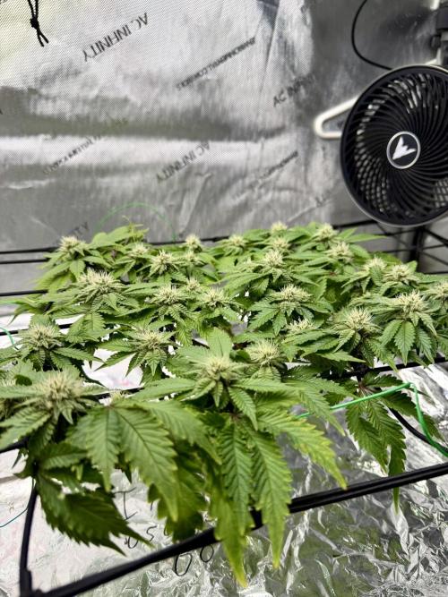 HPA. Irie Maiden, Romulan Genetics.. Week 11