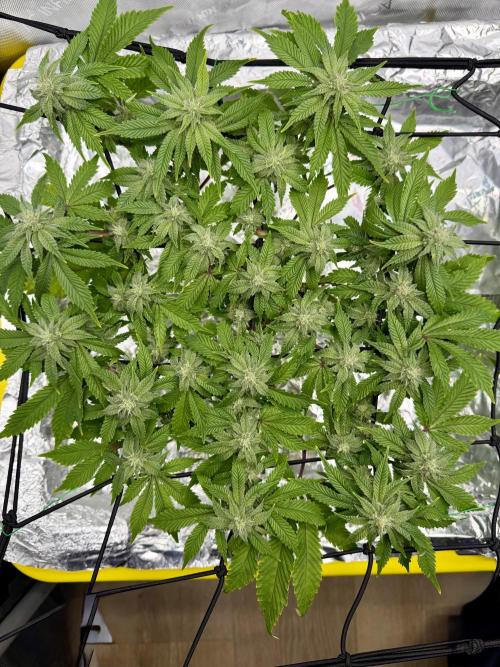 HPA. Irie Maiden, Romulan Genetics.. Week 11