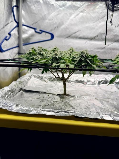 High Pressure Aeroponics, Irie Maiden. Week 12