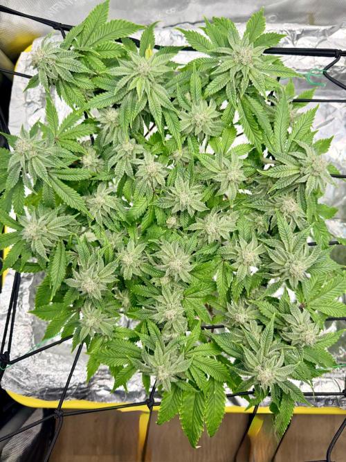 High Pressure Aeroponics, Irie Maiden. Week 12