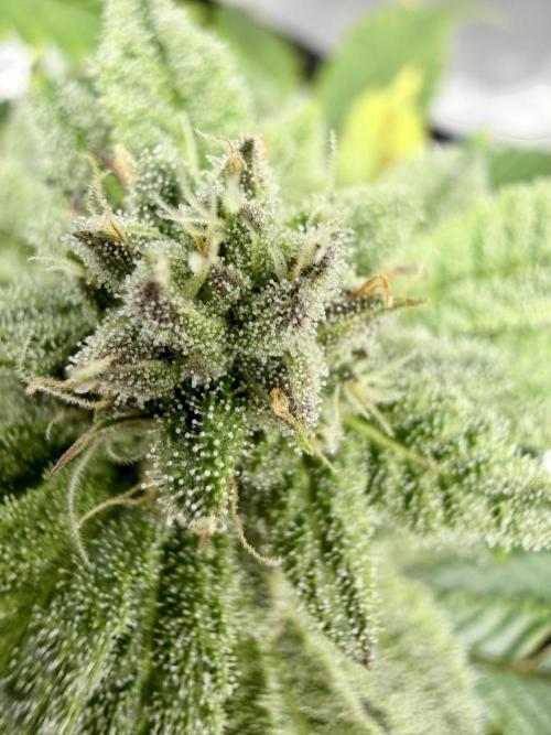 High Pressure Aeroponics, Irie Maiden. Week 12