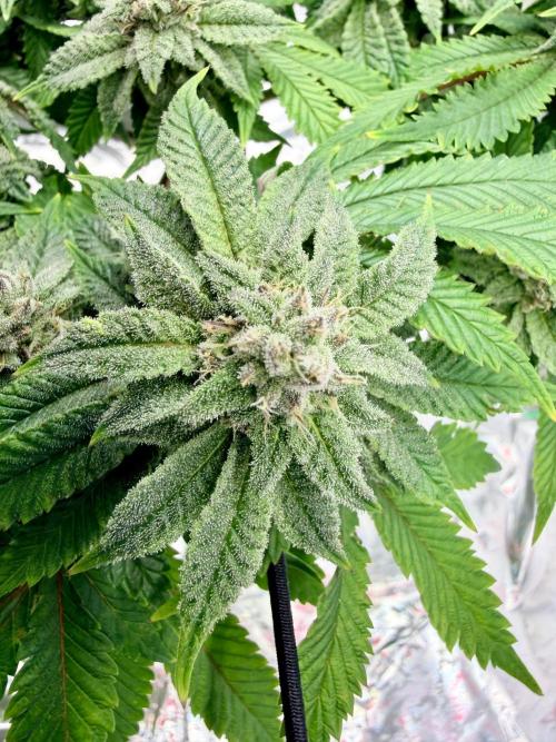 High Pressure Aeroponics, Irie Maiden. Week 12