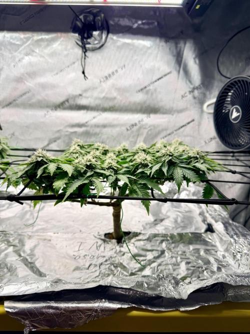 High Pressure Aeroponics, Irie Maiden. Week 12